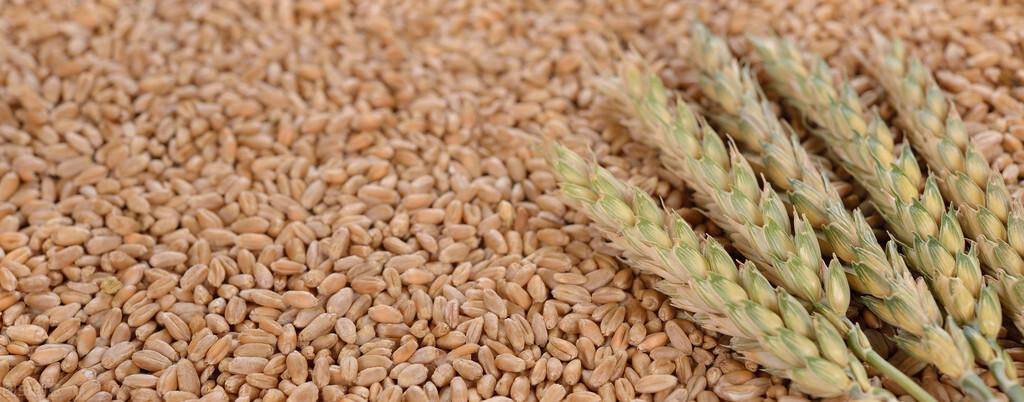 面粉价格最新行情深度解析