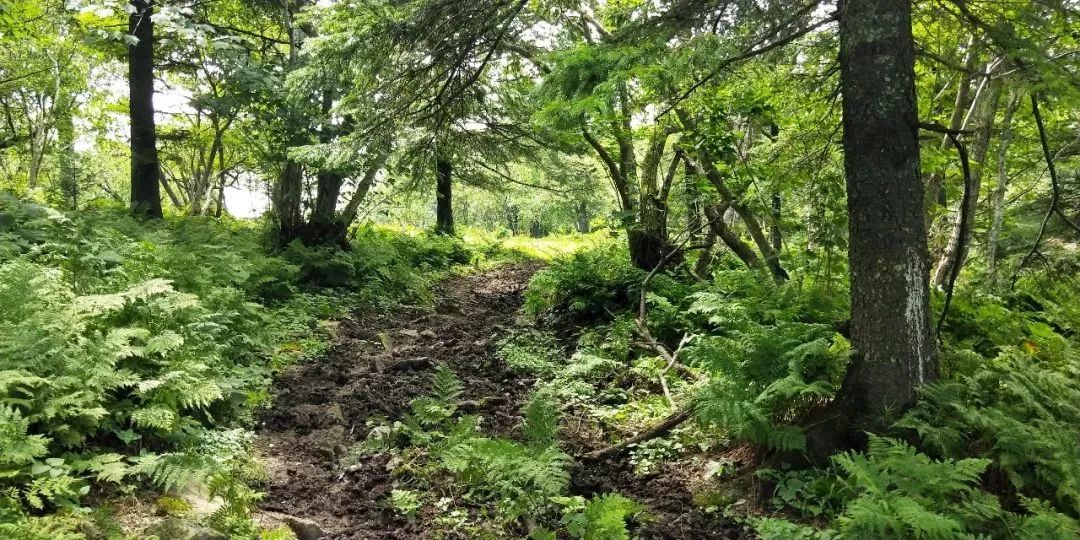 国有林场最新动态揭秘,小巷深处的绿色宝藏与特色小店的奇遇之旅