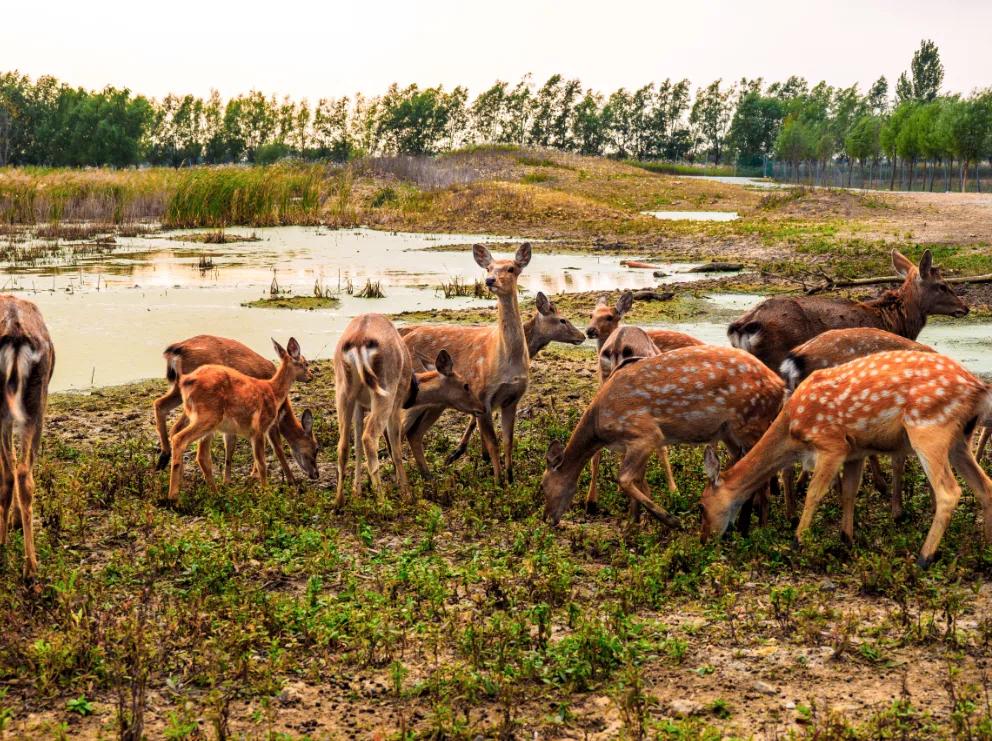 莱西姜山招工火热进行中,最新招工信息大揭秘!