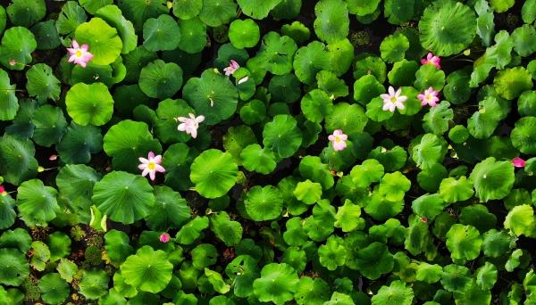 鹿邑玉清湖最新规划图曝光